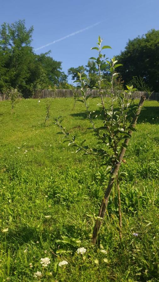 La Curtea Argeseana Appartement Valea Iasului Buitenkant foto